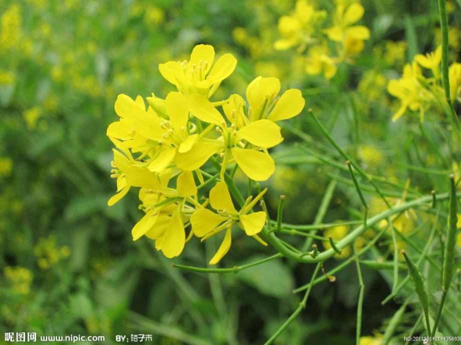 最新四年级科学上册第一单元植物的生活第5课植物的花和果实课件2_第1页