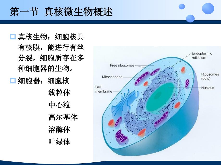 真核微生物的细胞结构_第3页