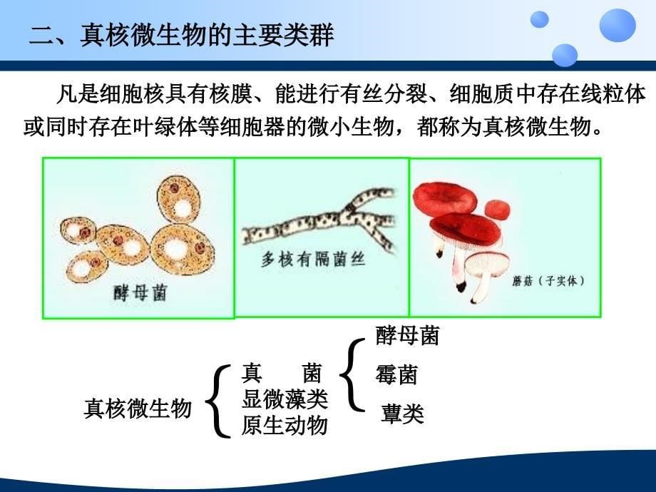 真核微生物的细胞结构_第5页