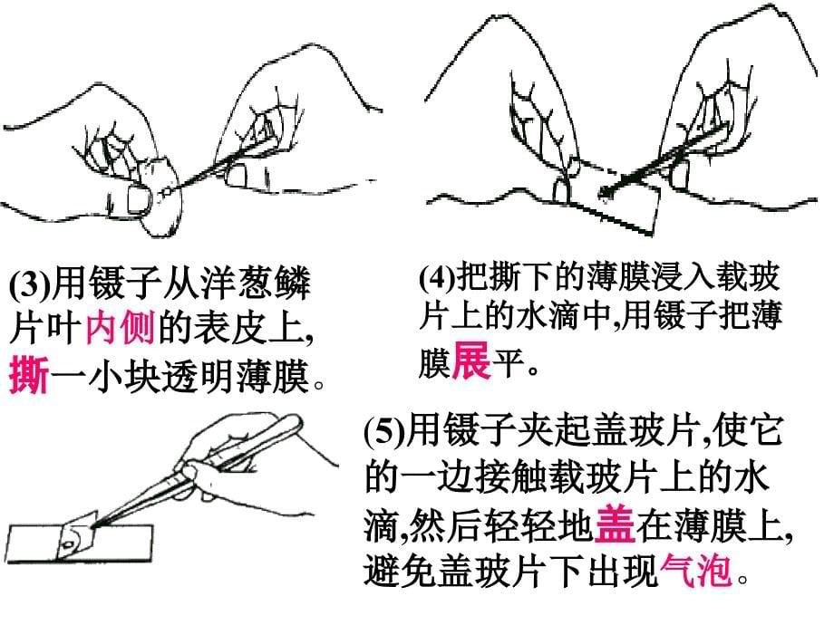 第2节细胞3观察动植物细胞a_第5页