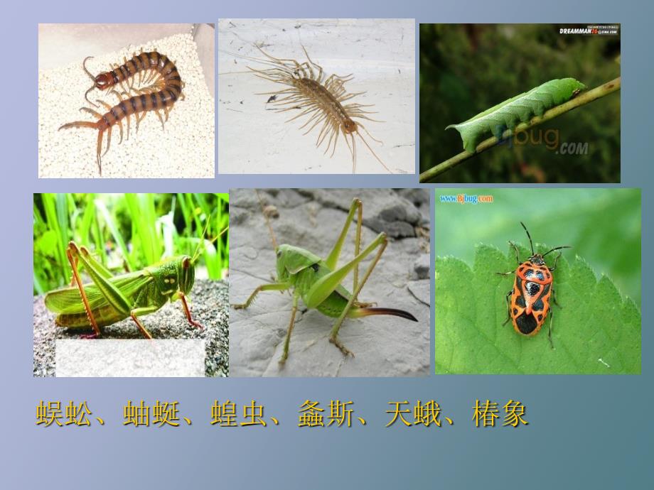 常见昆虫的分类_第1页