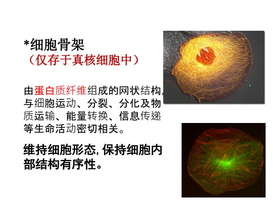 细胞器—系统内的分工与合作Z_第3页