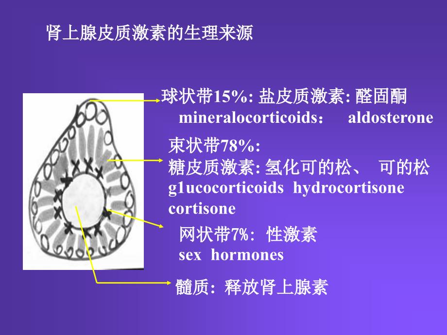 肾上腺皮质激素类药物PPT课件_第2页