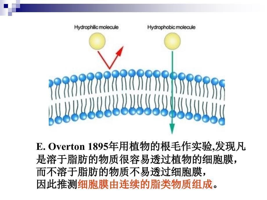 第二章细胞膜_第5页