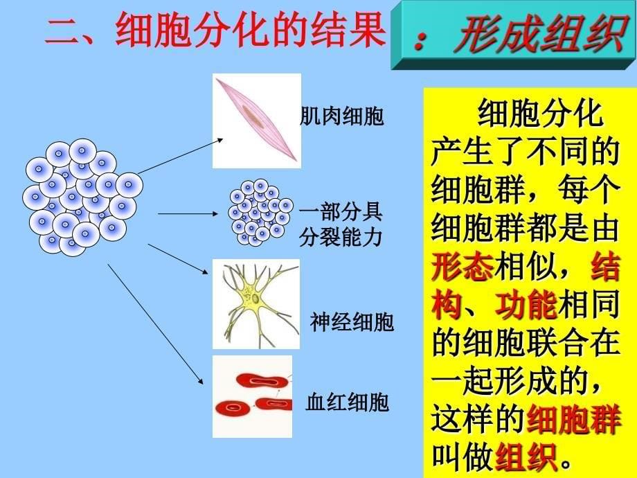 人教版七年级生物上册动物体的结构层次_第5页