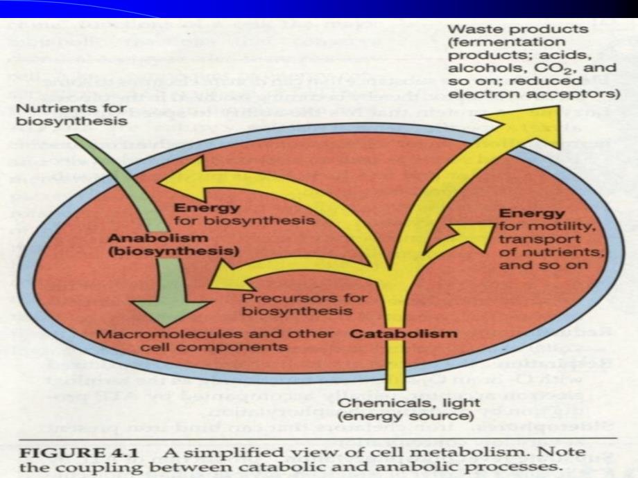 第五章微生物代谢本科_第4页