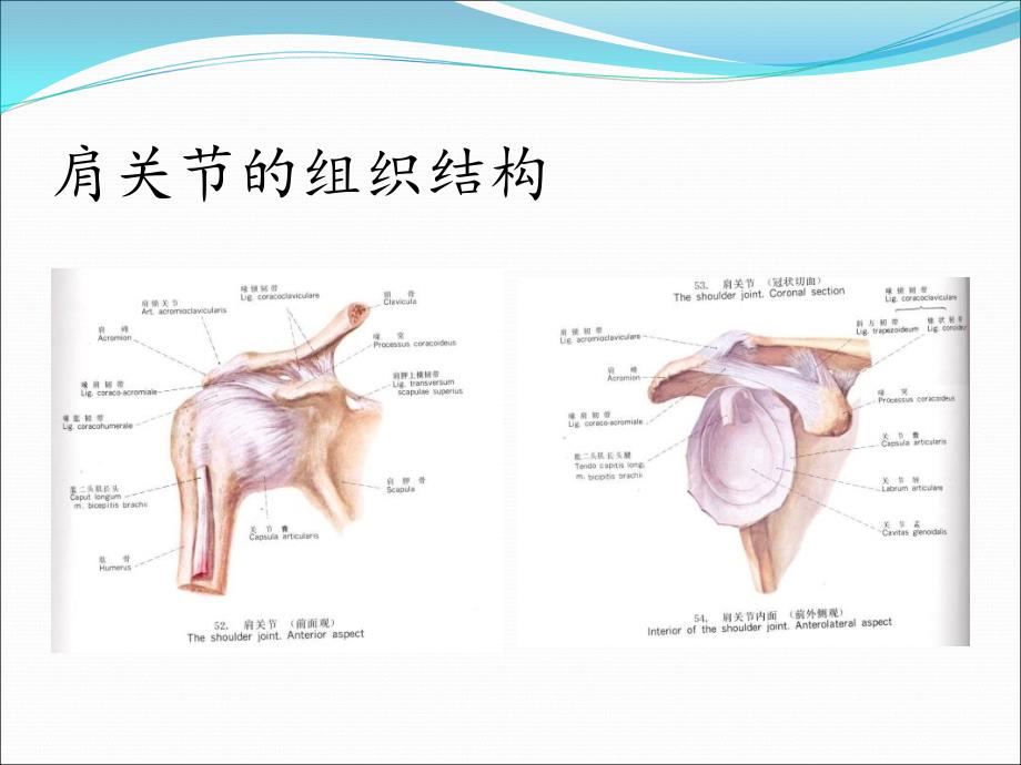 肩周炎的康复护理_第3页