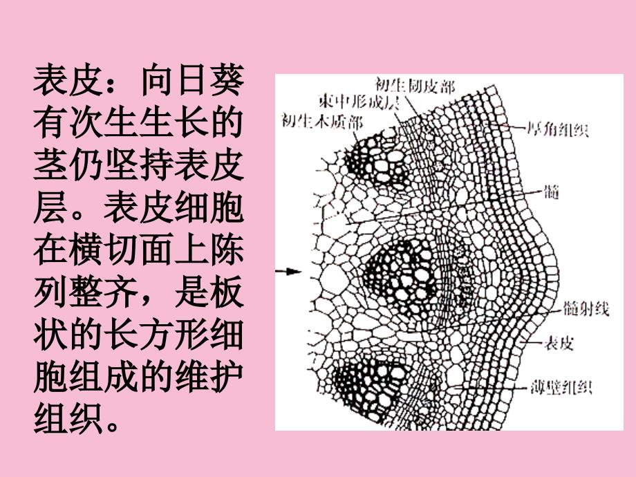 实验八茎的结构二一目的要求通过观察向日葵ppt课件_第4页