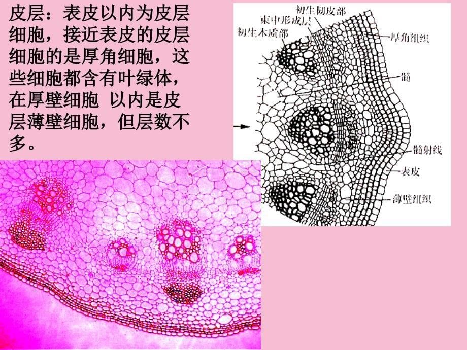 实验八茎的结构二一目的要求通过观察向日葵ppt课件_第5页