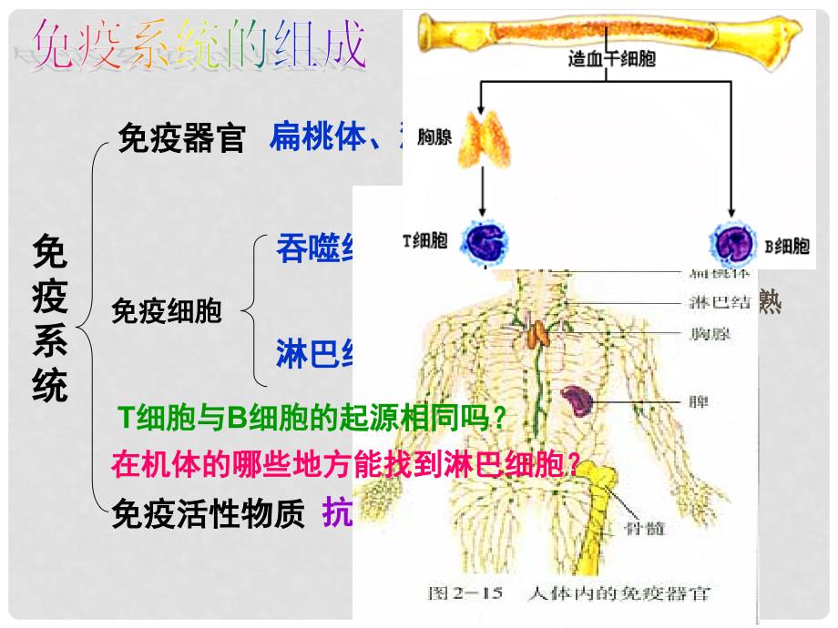 高考生物一轮免疫调节精品课件必修二_第3页