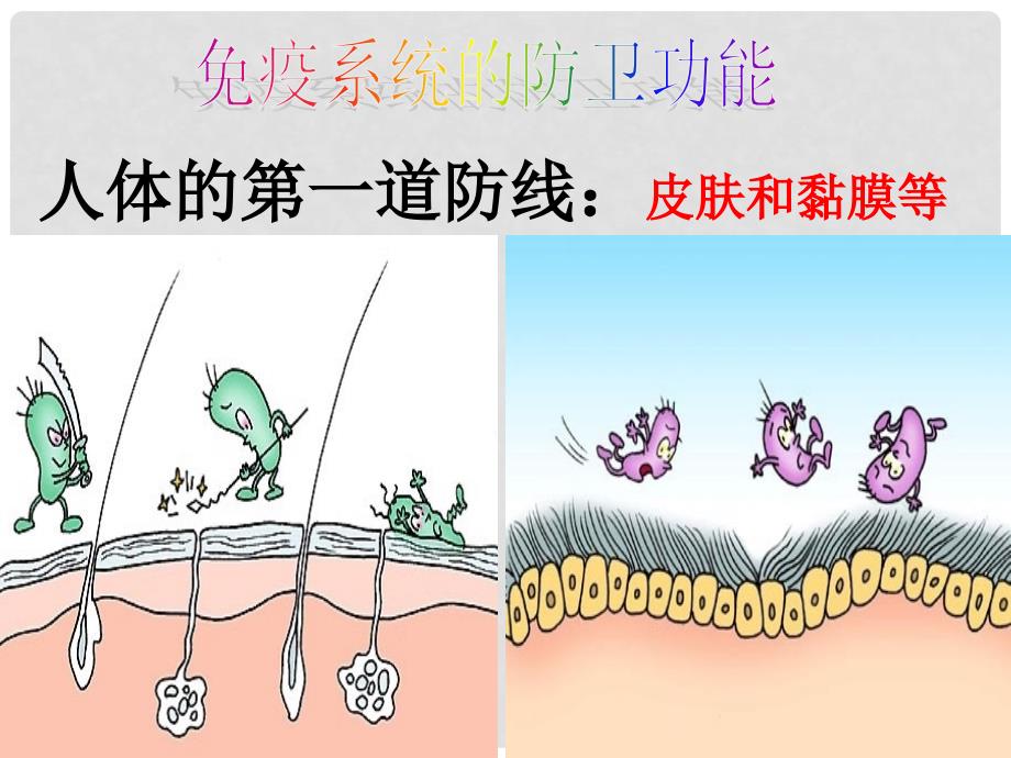 高考生物一轮免疫调节精品课件必修二_第4页