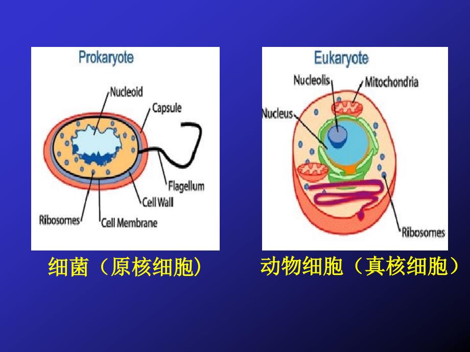 细胞生物学：第九章 细胞核1_第1页