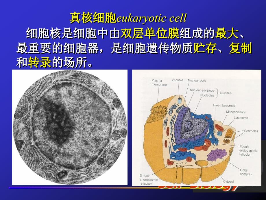 细胞生物学：第九章 细胞核1_第2页