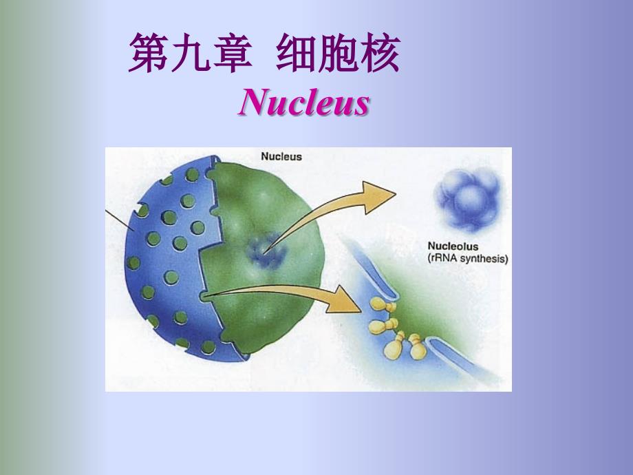 细胞生物学：第九章 细胞核1_第3页