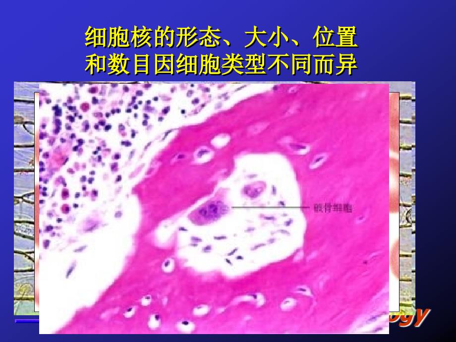 细胞生物学：第九章 细胞核1_第4页