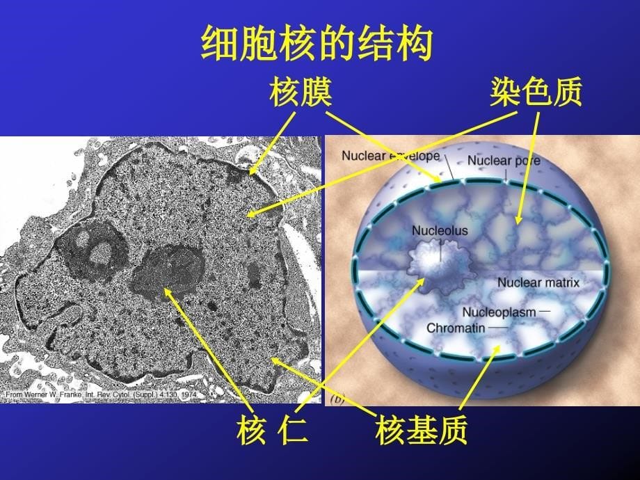 细胞生物学：第九章 细胞核1_第5页