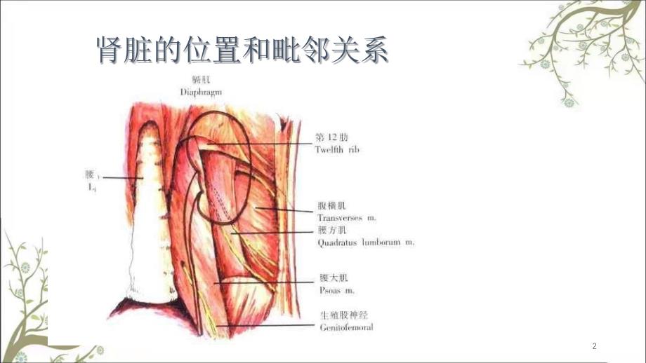 肾部分切除术图谱课件_第2页