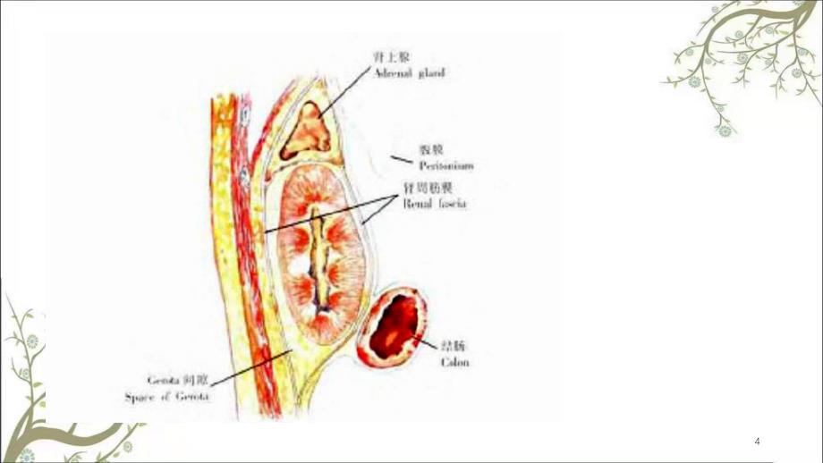 肾部分切除术图谱课件_第4页