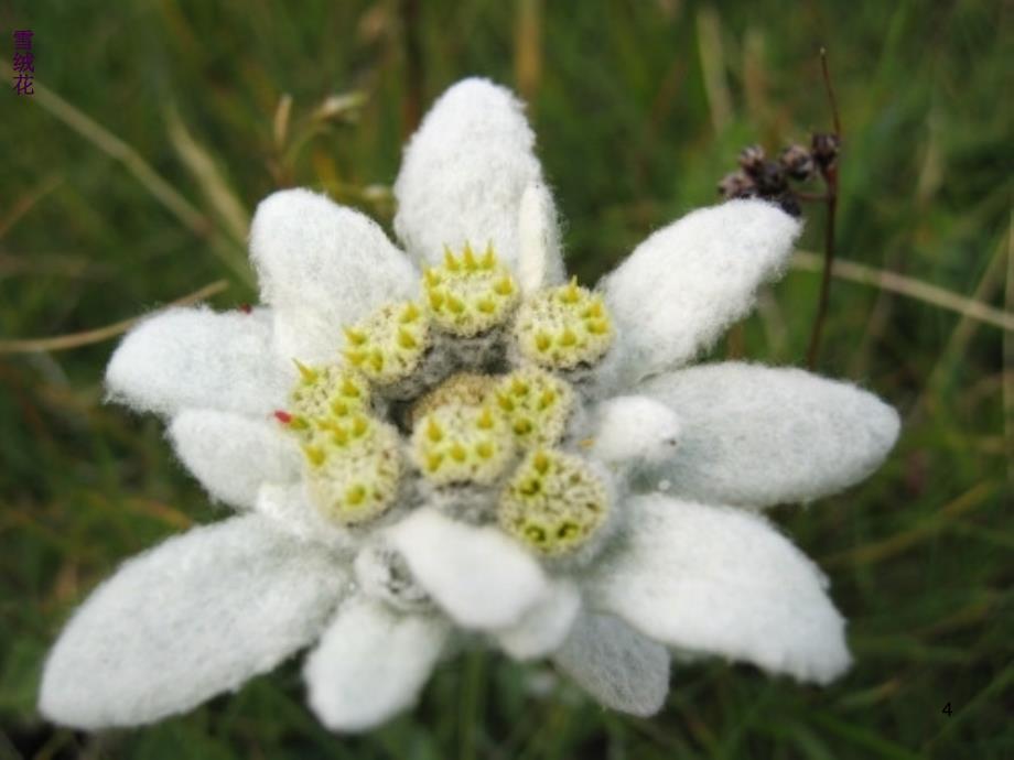 雪绒花ppt课件_第4页