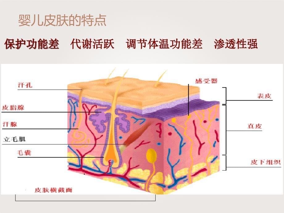 育婴师婴幼儿解剖.ppt_第5页