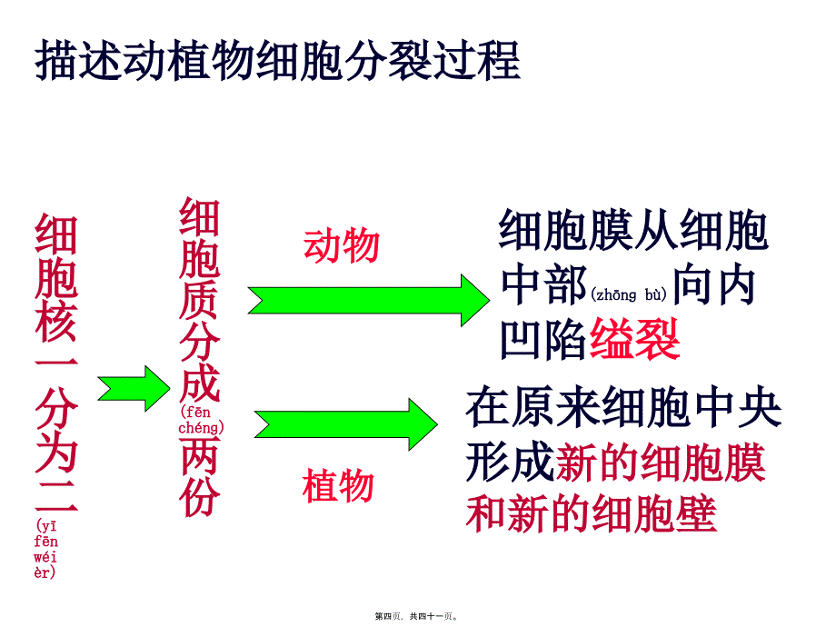 第一节细胞分裂产生新细胞课件_第4页