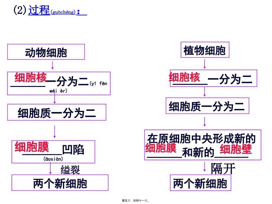 第一节细胞分裂产生新细胞课件_第5页