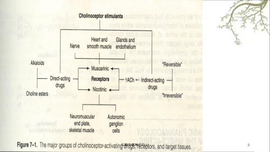 拟副交感神经药1课件_第3页