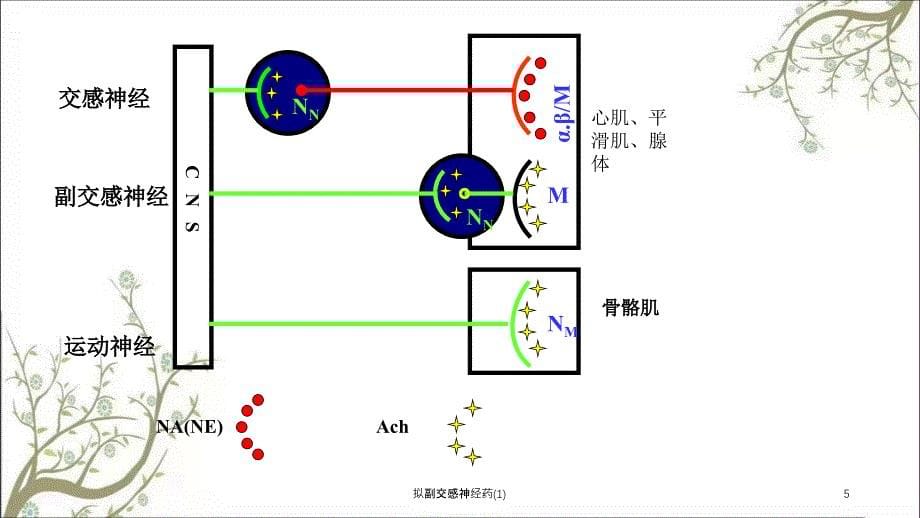 拟副交感神经药1课件_第5页