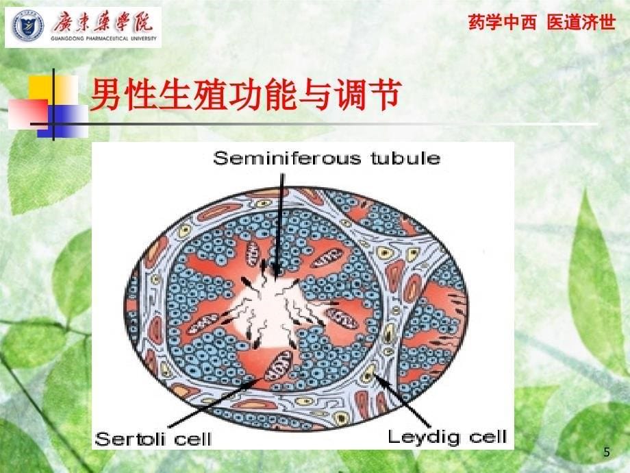 生殖系统生理学共17页_第5页