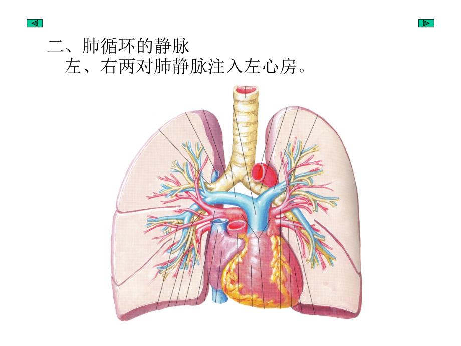 《fan静脉》PPT课件.ppt_第3页