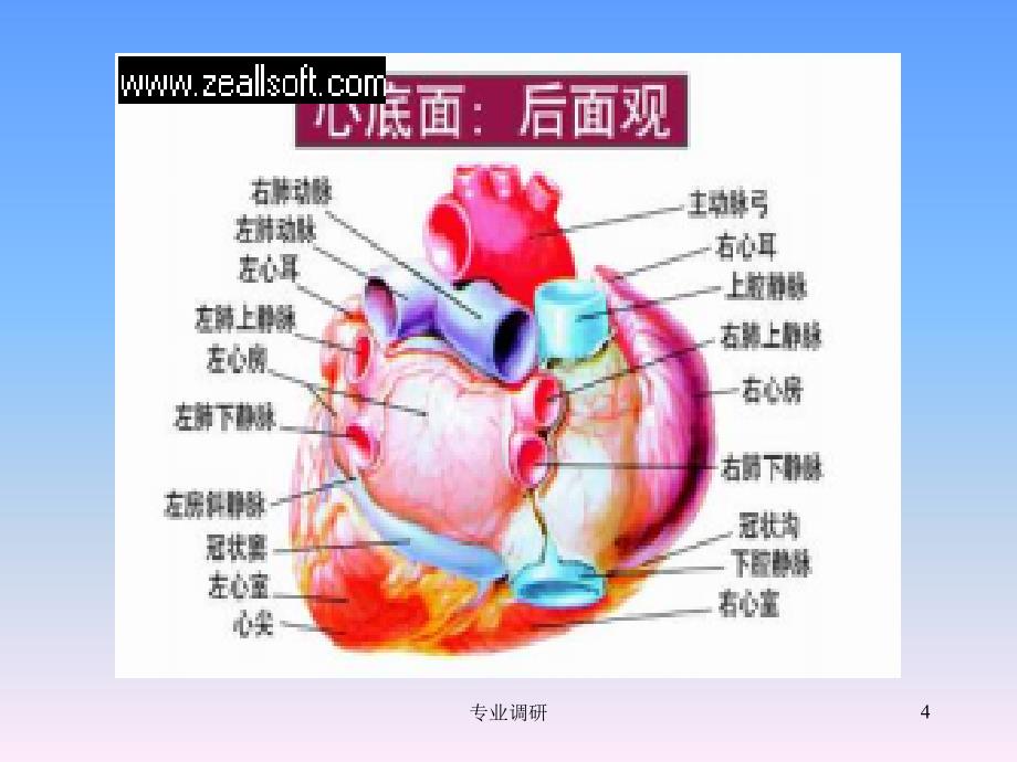 正常胸部CT解剖严选材料_第4页