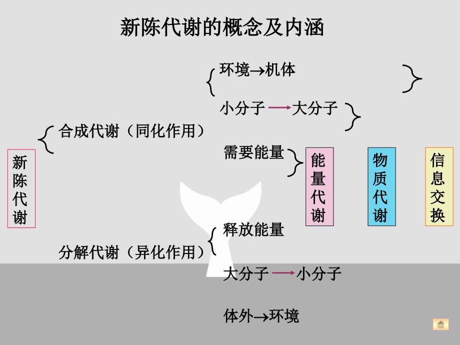 大学生物化学考研考研物质代谢联系及调节_第4页