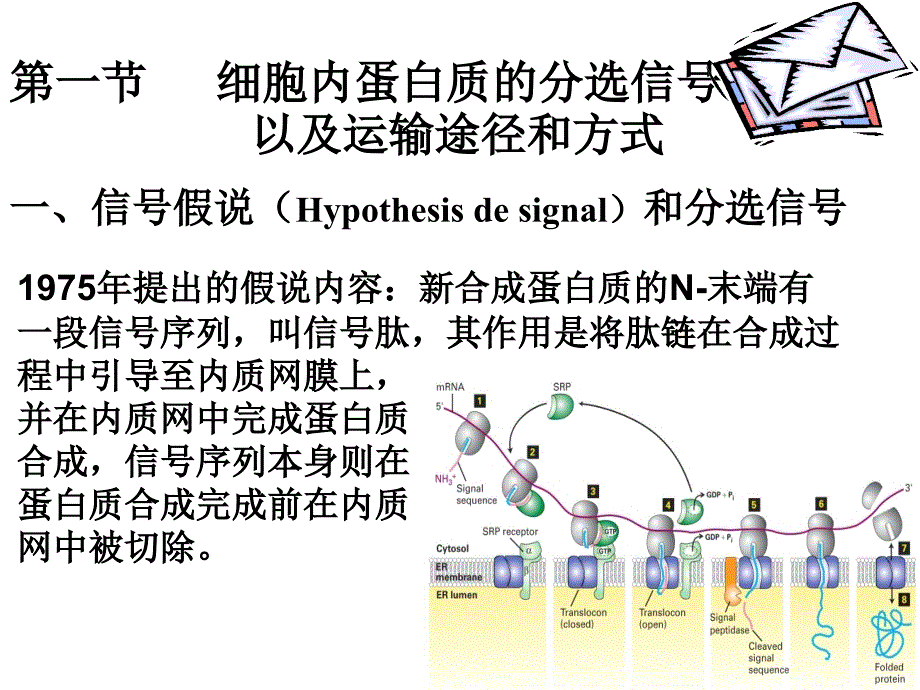 细胞内蛋白质的分选和运输细胞生物学课件_第4页