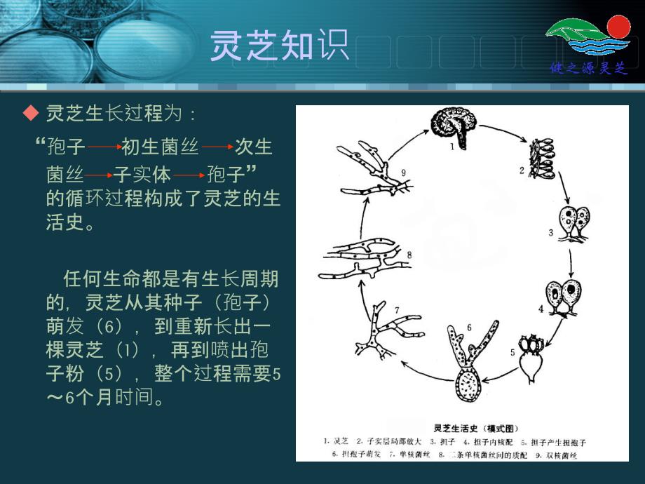 健之源灵芝介绍_第4页