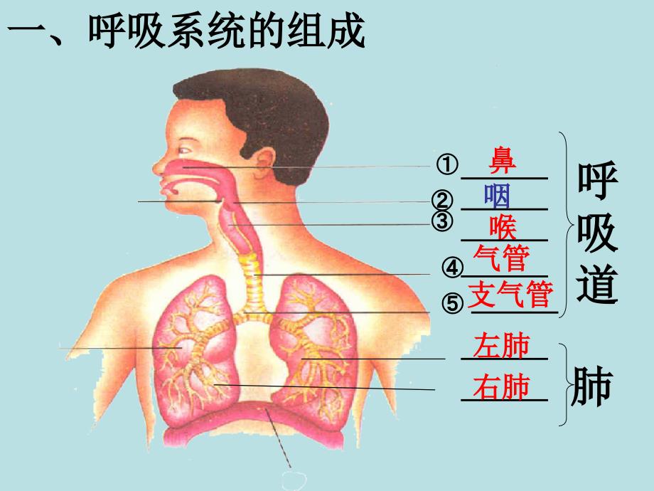 人教版七年级生物下册431呼吸道对空气的处理课件共26张PPT_第3页