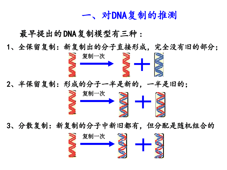 DNA分子的复制解读_第2页