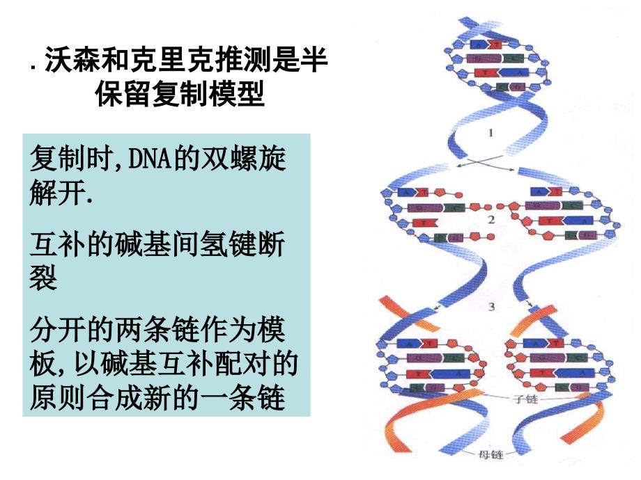 DNA分子的复制解读_第3页