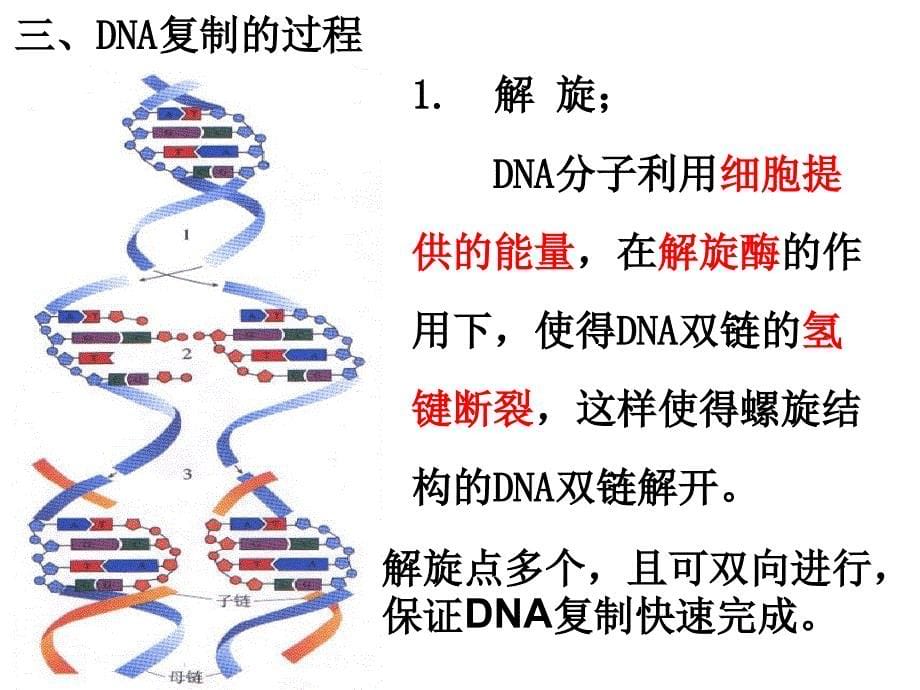 DNA分子的复制解读_第5页