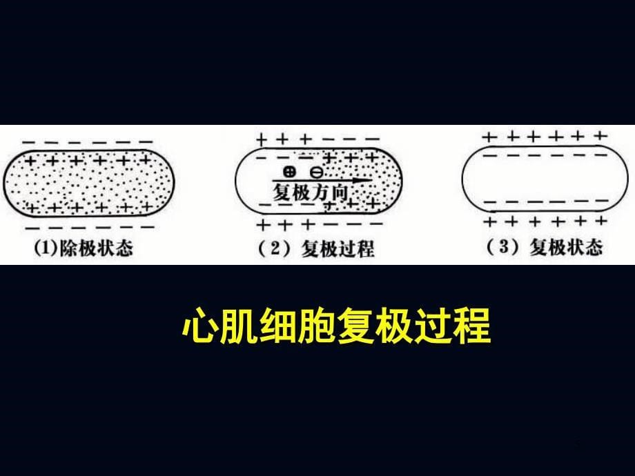 心电图诊断PPT课件_第5页