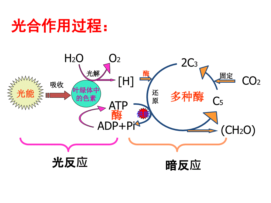 影响光合作用因素公开课_第2页