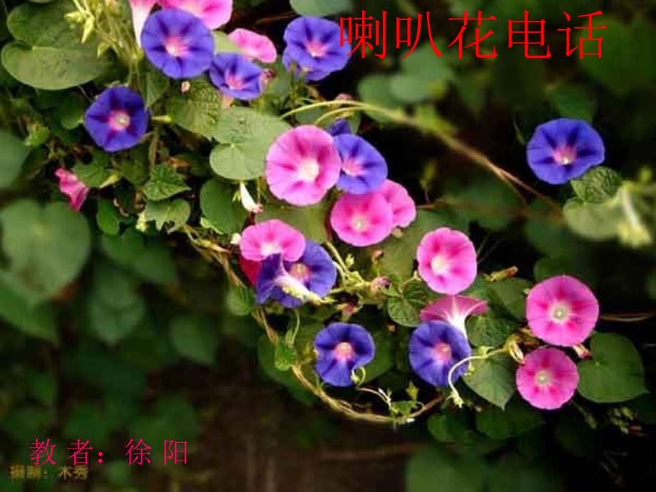 徐阳喇叭花电话_第1页