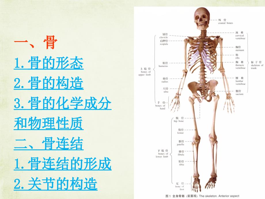 运动系统课件_第4页