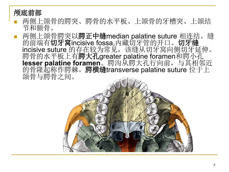 颅底解剖详解课件_第4页