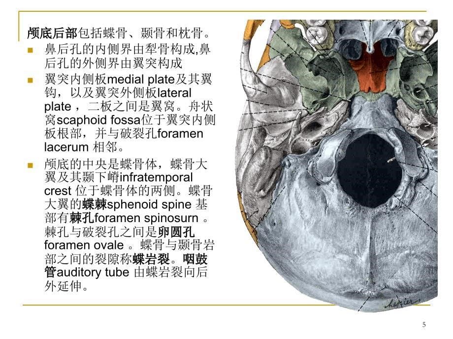 颅底解剖详解课件_第5页