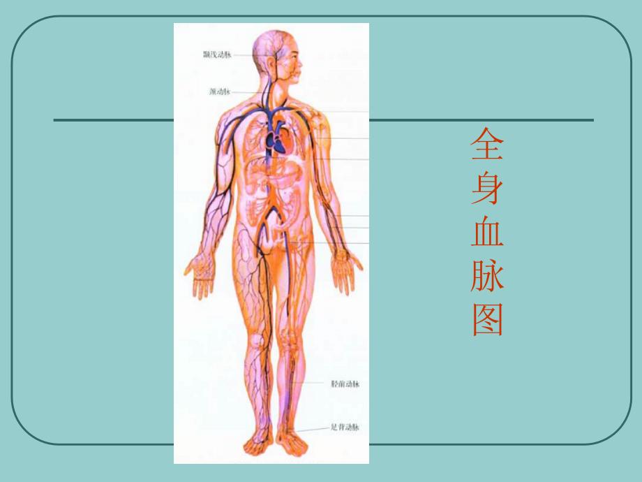 创伤(止血与包扎).ppt_第2页