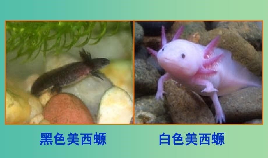 高中生物 3.3 细胞核—系统的控制中心课件1 新人教版必修1.ppt_第5页