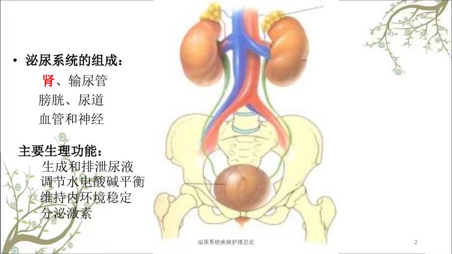 泌尿系统疾病护理总论课件_第2页