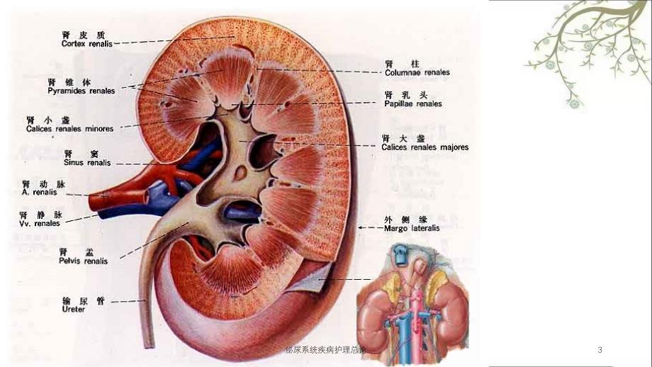 泌尿系统疾病护理总论课件_第3页