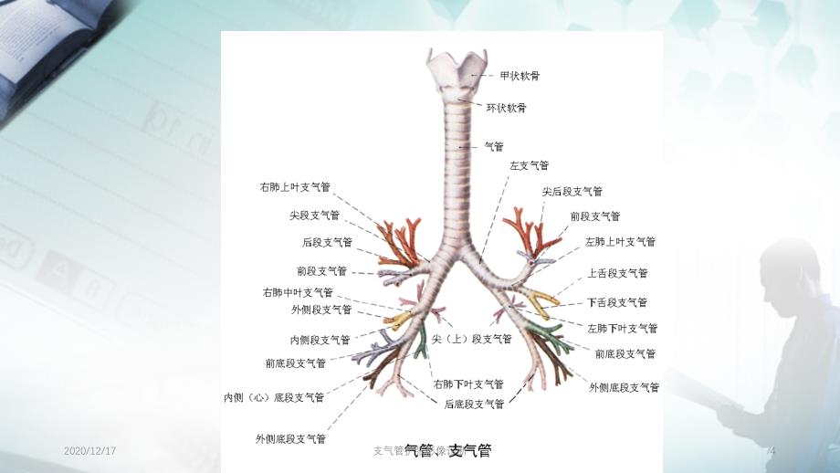 支气管扩张影像诊断精选PPT干货_第4页