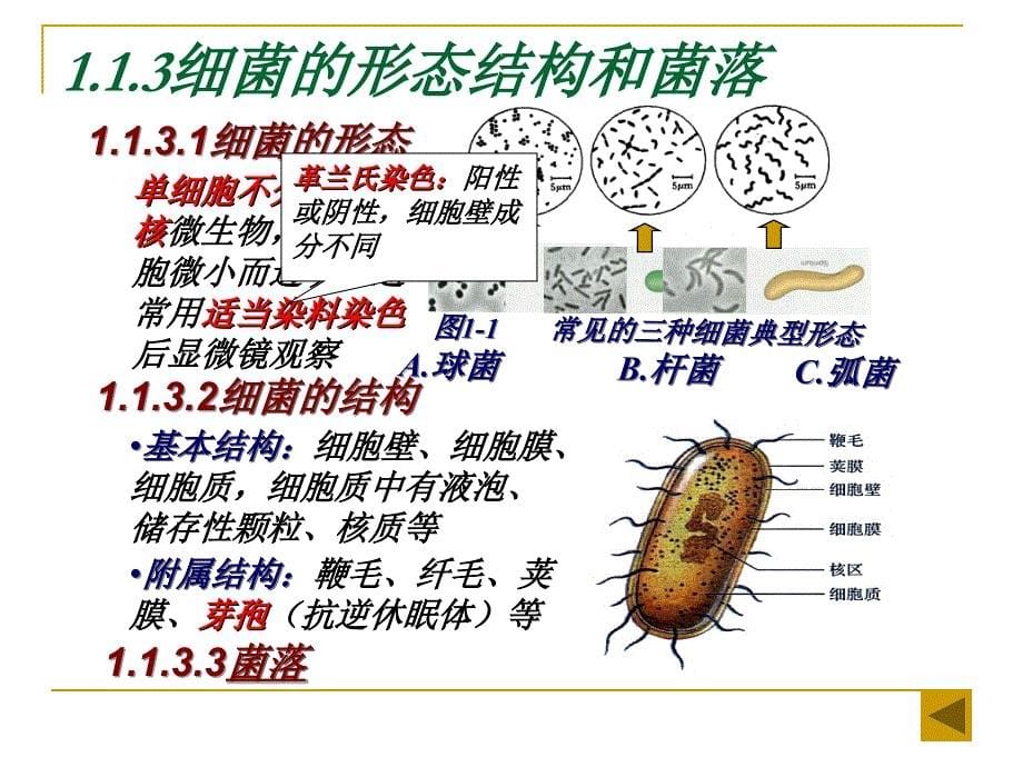 第一部分微生物的利用_第5页